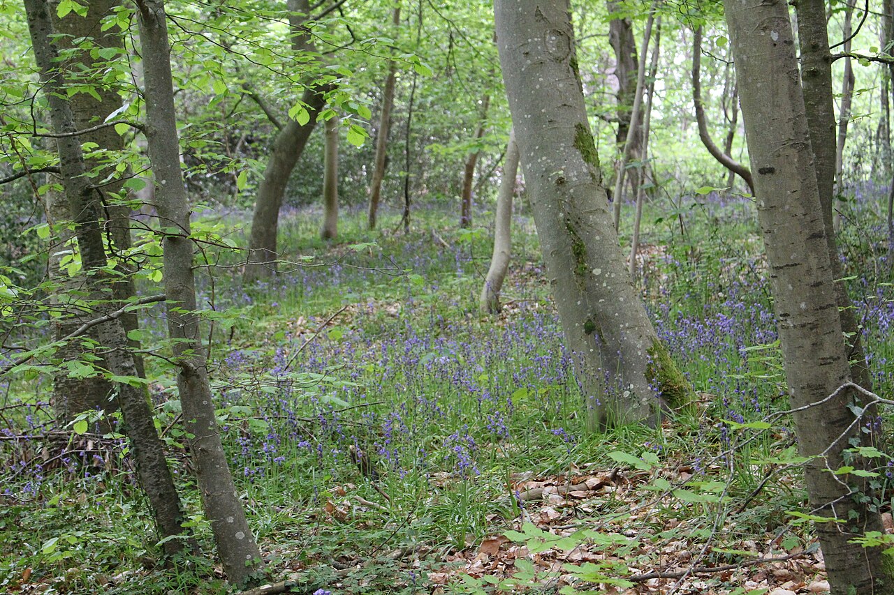 Forêt de Compiègne